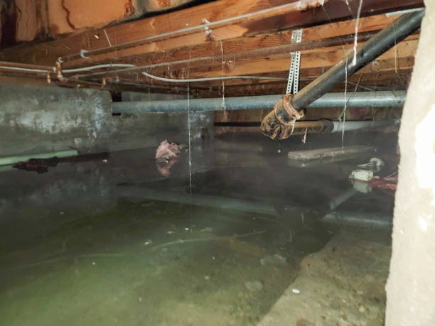 Best Basement water damage restoration  in Grant Valkaria, FL