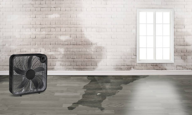 Best Water damage contractors near me  in Grant Valkaria, FL